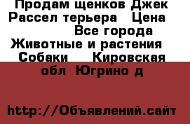 Продам щенков Джек Рассел терьера › Цена ­ 25 000 - Все города Животные и растения » Собаки   . Кировская обл.,Югрино д.